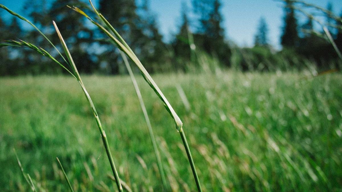 Color Grading for Photographers: Create Consistent Mood Across Your Portfolio